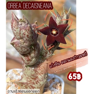 เก๋งจีน ♥️ Orbea Decaisneana ดอกสีแดง กำมะหยี่ 🌸♥️ ไม้น่าสะสม ☺️ พร้อมส่งในกระถาง 2 นิ้วนะคะ