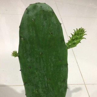 โอพันเทีย(Opuntia), ใบเสมา,ตะบองเพชรมิคกี้เมาส์ .. 100 บาท (10ใบ) วิรินทิพย์ฟาร์ม จ. ชัยภูมิ