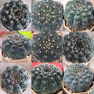 หนามแมงมุม Gymnocalycium stellatum กระบองเพชร แคคตัส