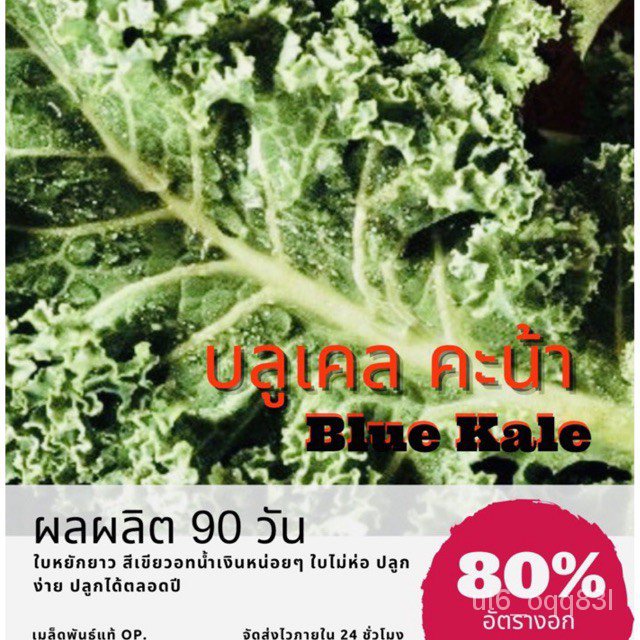 เมล็ดพันธุ์ คะน้าบลูเคล 250 เมล็ด บลูเคล Kale คะน้า (ซื้อ 10 แถม 1 คละอย่างได้)/ผักทอดกรอบ เมล็ดกล้วยด่าง YkkN