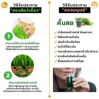 ชุดปลูกหญ้าแมว กระปุกใสx1 Cat Grass ชุดพร้อมปลูก ขับก้อนขน หญ้าแมว หญ้าหมา หญ้ากระต่าย หญ้าแฮมเตอร์