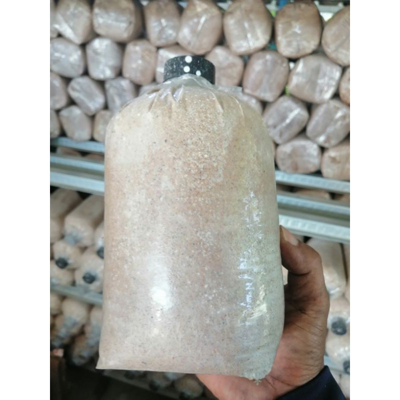 เห็ดนางฟ้าภูฐานชุด10ก้อนราคา130บพร้อม​คู่มือ​