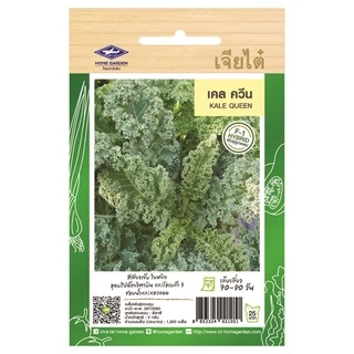 (เลือกชนิดได้) เมล็ดพันธุ์ คะน้าเคล Kale เคล ใบหยิก สการ์เล็ตเคล บลูเคล ไดโนเคล เคลไซบีเรียน เคลรัสเซียน เคลม่วง scarlet