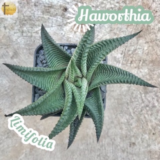 [กุหลาบหินม้าเวียน] Haworthia Limifolia ส่งพร้อมกระถาง แคคตัส Cactus Succulent Haworthia ไม้อวบน้ำ พืชอวบน้ำ ไม้หนาม ไม้