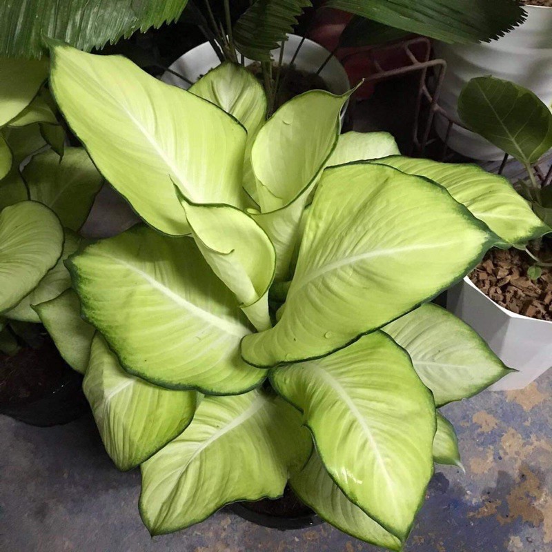 ต้นแสงจันทร์ทรา ไม้ประดับไม้มงคล กระถาง 8 นิ้ว 🌱