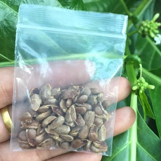 เมล็ดพันธุ์ ลูกยอ ต้นยอ Great morinda, Tahitian noni, Indian mulberry, Beach mulberry 50 เมล็ด