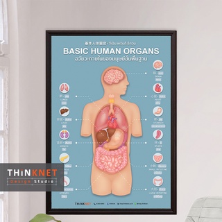 กรอบอวัยวะภายในของมนุษย์ขั้นพื้นฐาน 3 ภาษา Basic Human Organs Trilingual