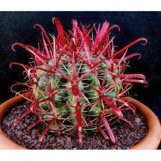 Ferocactus coloratus (5 เมล็ด)