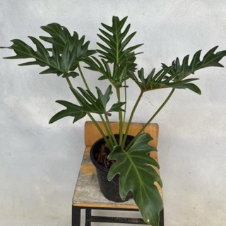 ต้นฟิโลเดนดรอน ซานาดู  Philodendron xanadu กระถาง 8 นิ้ว