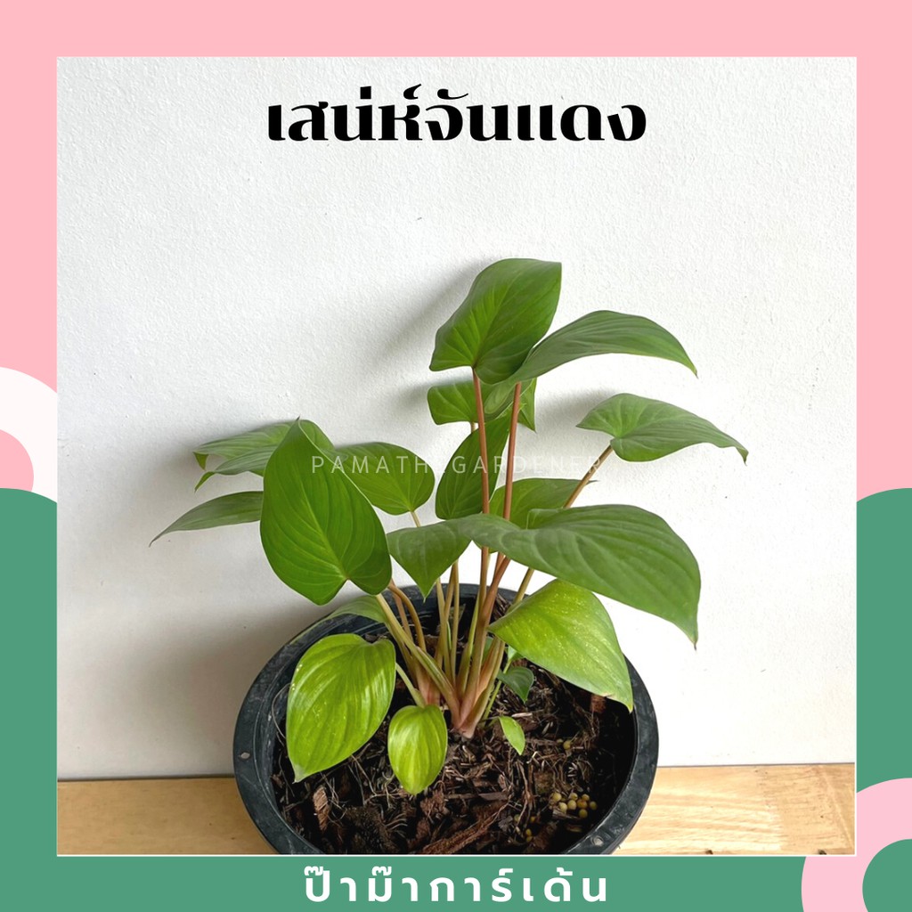 มุมมอง 3