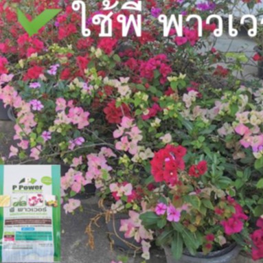 อะมิโนผง โปรตีนสำหรับพืช [พี พาวเวอร์] 50g. เข้มข้น จากยุโรป เร่งดอก ขยายผล เพิ่มผลผลิต ฟื้นต้น - รูปที่ 6