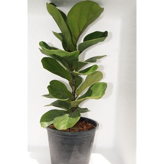 🌿 ไทรใบสัก ( Fiddle feaf fig ) 🌿  ไม้มงคลประดับบ้าน🌱