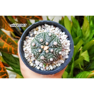 แอสโตรไฟตัม ตุ่มขนปุย (Astrophytum asterias)