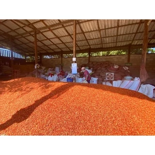 พริกแห้งกะเหรี่ยงแท้💯%🌶เกรดA 1กก. เม็ดเล็ก เปลือกบาง เด็ดก้าน ลอตใหม่ตามฤดูกาล เผ็ดมากที่สุด no.1