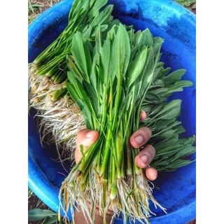 เมล็ดพันธ์ผักพายน้อย