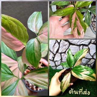 เงินไหลมาชมพู Pink Syngonium เงินไหลมาชมพูด่างชมพูร่าง3สวยๆค่ะ (พิงค์สแปลช) Syngonium Podophyllum Pink Splash