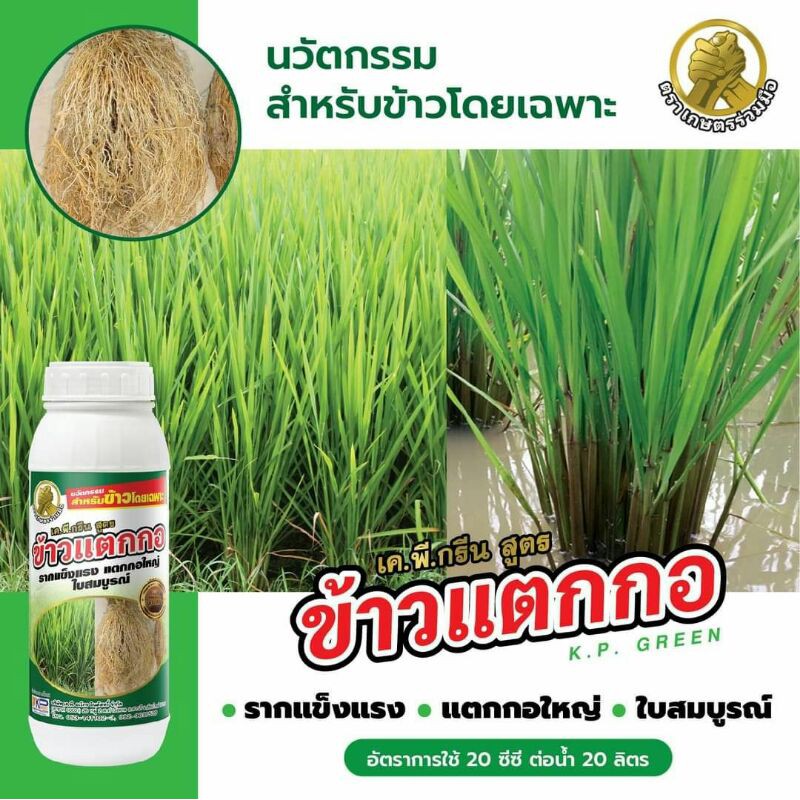 ข้าวแตกกอ 1,000 ซีซี รากแข็งแรง ข้าวแตกกอใหญ่ ใบสมบูรณ์ ส่งฟรี