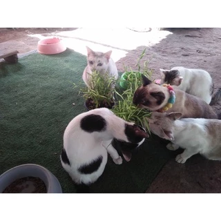 ไผ่แมวหรือไผ่เงิน กระถางใหญ่ กระถาง🐱ขนาด 10 นิ้ว🪴