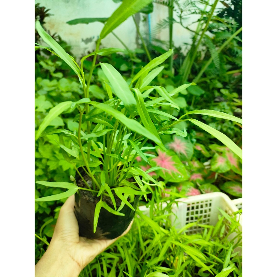 ต้นพันธุ์ ผักบุ้งจีน พร้อมปลูกถุงดำ 29 บาท มีไว้ติดบ้านผักปลอดภัย เด็ดสดๆทานกับต้มมาม่า หรือทำอาหารอื่นๆอร่อยสด ทุกวัน