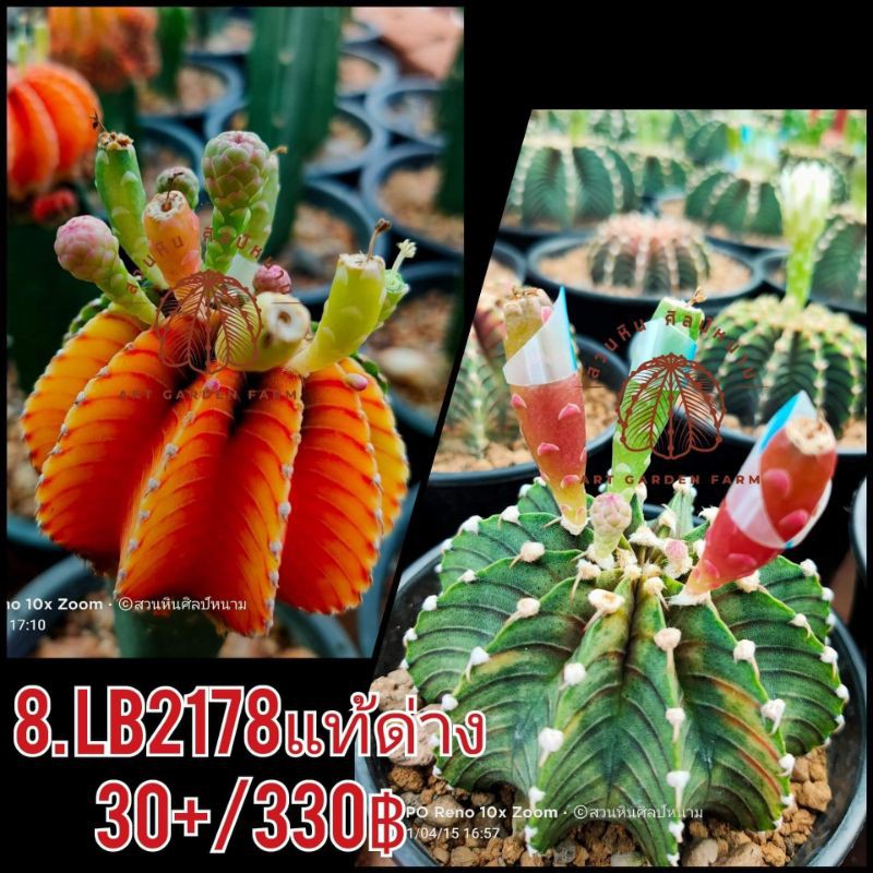 เมล็ดLB2178 (8.LB2178 แท้ด่าง)