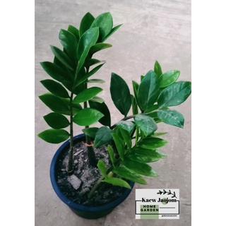 ต้น ‘กวักมรกต’ มีชื่อวิทยาศาสตร์ว่า   ‘Zamioculcas zamifolia’   เป็นต้นไม้มงคลปลูกในที่ร่ม เป็นไม้ประดับ
