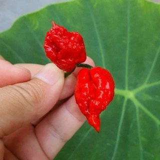 พริกเผ็ดดดดดดที่สุดในโลก!!📌ถูกที่สุด19 บ.📌5-10 เมล็ด 🌶carolina reaper👉 ☘️ปลูกง่าย ขึ้นไว เผ็ดที่สุด