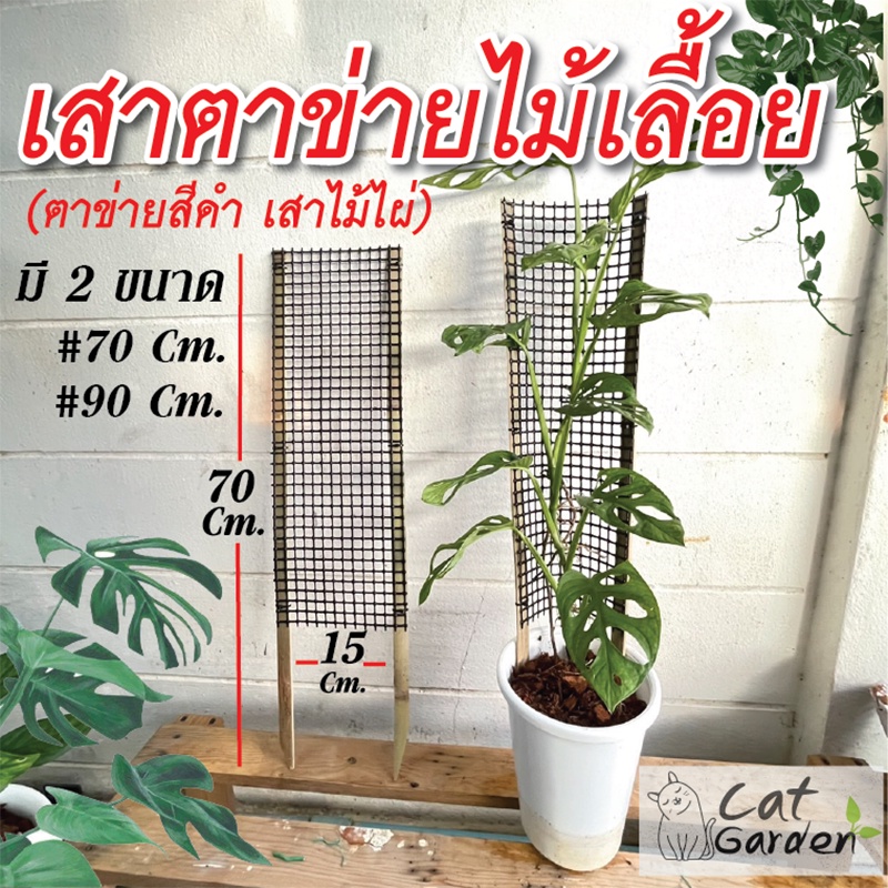 My Image 12