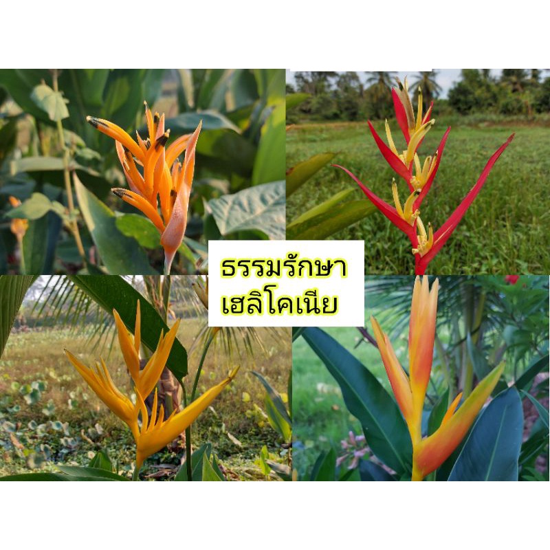 ธรรมรักษา เฮลิโคเนีย 4 สี มี 2 ขนาด *สั่งขั้นต่ำ 3 ต้น คละได้ทั้งร้าน*
