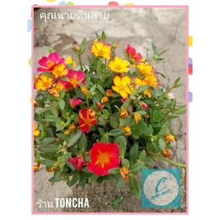 แพรเซี่ยงไฮ้ คุณนายตื่นสาย แบบคละสี 1 กระถางมีเป็นร้อยกิ่ง คุ้มสุดๆ