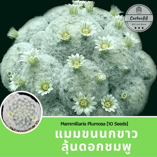 แมม ขนนกขาว ลุ้นดอกชมพู (10 เมล็ด) mammillaria plumosa