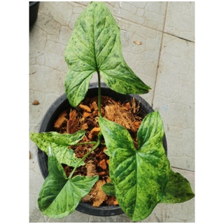 Syngonium Mojito (Holland) เงินไหลมาด่าง โมจิโต้ ต้นสวยตั้งแม่ค่ะ