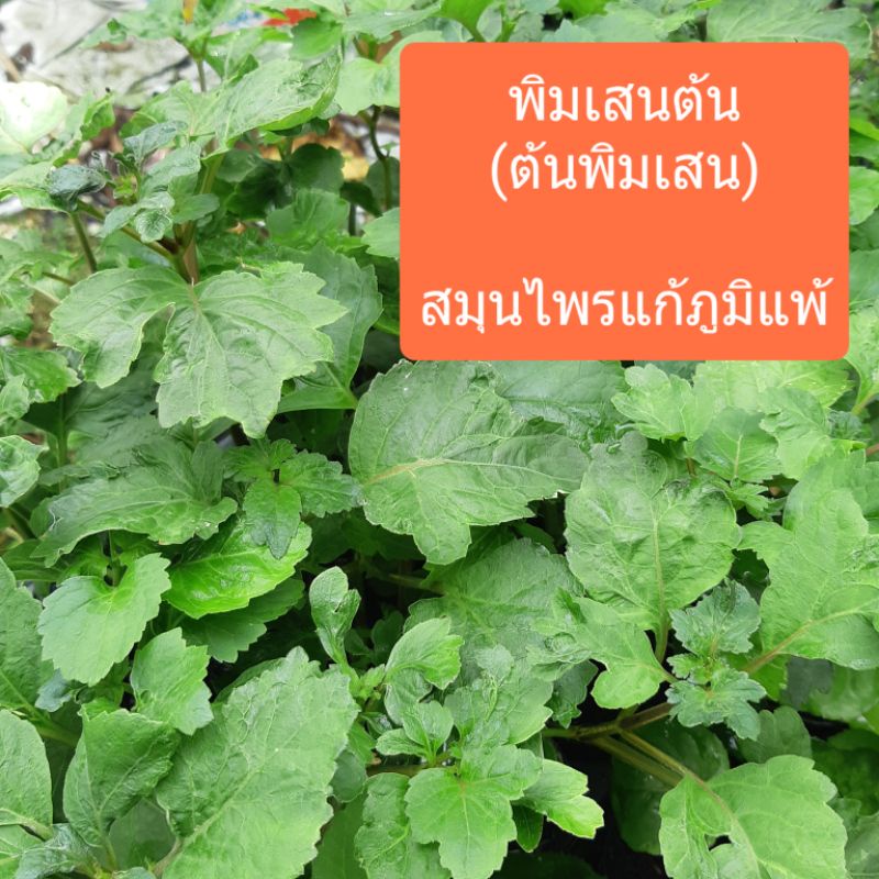 พิมเสนต้น(ต้นพิมเสน) สมุนไพรกลิ่นหอมเฉพาะตัว