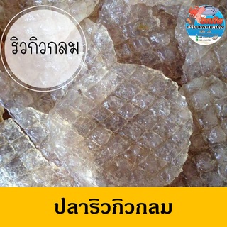 ปลาริวกิวหวานกลม ของใหม่ สดใหม่ทุกวัน(สินค้าขายดี)