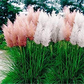 100 เมล็ดหญ้า หญ้าภูเขา หญ้าแพมพัส Pampas grass แปมปัส นำเข้าจาก USA อัตราการงอก 80-85%