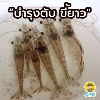 บิ๊กบำรุงตับ🦐 1 กิโลกรัม ฟื้นฟูเซลส์ตับในกุ้งที่ป่วย บำรุงตับ ตับสวย ขยายลำไส้ กุ้งขี้ยาว กระตุ้นการกิน โตไวดี