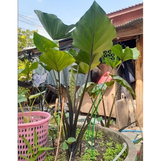 HK Garden (ชำมีรากเเล้ว) บอนคอฟฟี่คัพ (Colocasia Coffee Cup) เเท้100% ไม้ประดับใบสวยงาม เป็นเอกลักษณ์น่ามอง