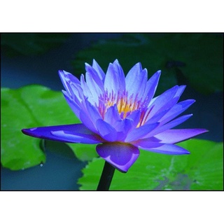 100 เมล็ด เมล็ดบัว สีน้ำเงิน นำเข้า บัวนอก สายพันธุ์เมล็ดบัว Waterlily Nymphaea Seeds