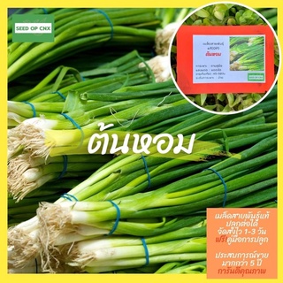☘️เมล็ดสายพันธุ์แท้หายาก☘️ ต้นหอม 300เมล็ด แท้💯% [ในร้านมีให้เลือกอีกเยอะมาก❗️]
