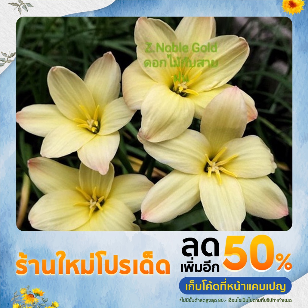 บัวดินZ.Noble Goldดอกมีกลิ่นหอมมากๆ4หัว50
