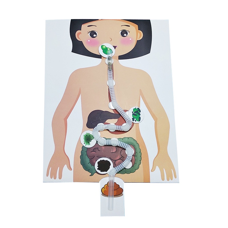 โมเดลตัวต่อระบบย่อยอาหาร ของเล่นเสริมการเรียนรู้เด็ก - รูปที่ 5