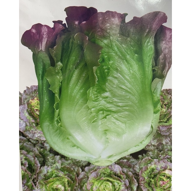 เมล็ดพันธุ์ ผักกาดหอมอิตาลี สีแดงอ่อน (Red Italian Lettuce Seed) บรรจุ 100 เมล็ด หัวใหญ่ กรอบมาก หวาน ราคา ถูกที่สุด ดีลบีเคเค