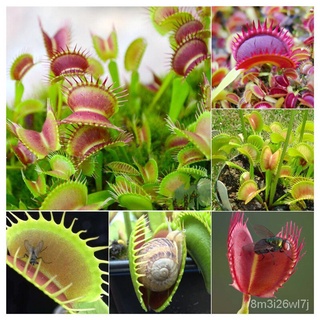 ถูก ใหม่ สายพันธุ์เมล็ดพันธุ์ กาบหอยแครงปากแดง ต้นไม้กินแมลง Venus Flytrap Flower Seeds บรรจุ 50 เมล็ด ไม้กินแมลงปากแ UW