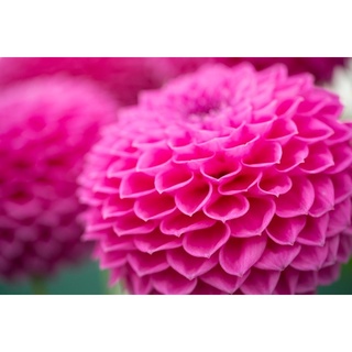 1 หัว/ออเดอร์ รักเร่ Dahlia สายพันธุ์ Leopold Chloe หัวรักเร่