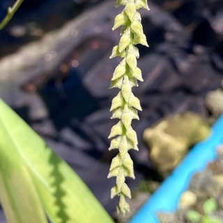 สิงโตสุขกุล หรือ สิงโตออง ซาน ซูจี Bulbophyllum sukhakulii สีขาว เป็นช่อยาว กล้วยไม้จิ๋ว เป็นกอ