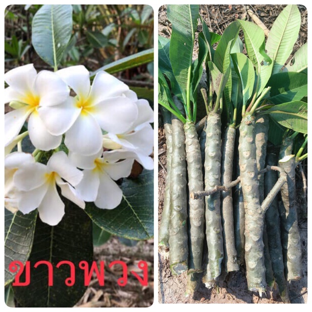 กิ่งต้นลีลาวดี พันธุ์ขาวพวง กลิ่นหอมนุ่มเคียงคู่สวนสวย