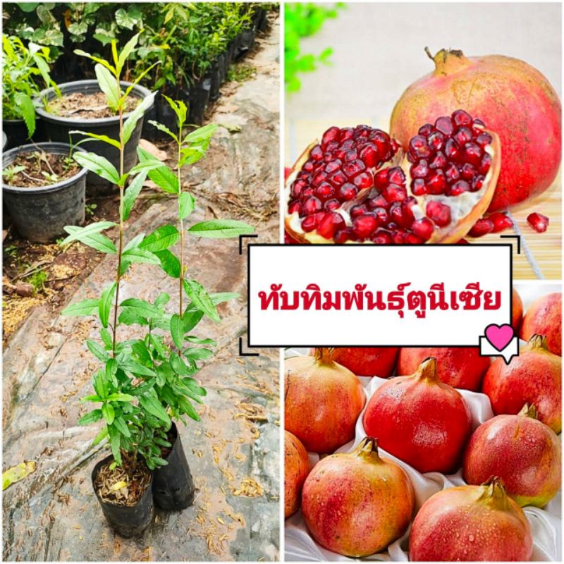 ทับทิม พันธุ์ตูนีเชีย ผลใหญ่ 2-3 ลูก/กิโล เนื้อเยอะ หวานฉ่ำ ปลูกง่ายโตไว ต้นกล้าเเข็งเเรงพร้อมปลูก