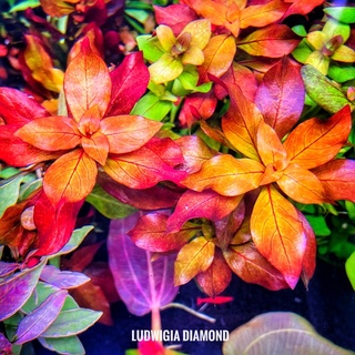 4 แถม 1 ludwigia diamond ลัดวิเจียไดม่อน #ต้นไม้น้ำ สีสวยสด