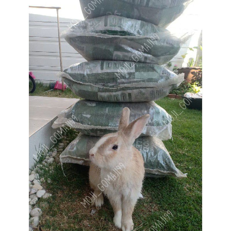 Wildloftขี้เลื่อยอัดเม็ด นำเข้าผสมชาโคลดับกลิ่นดีมาก🔥มาใหม่ขนาด4ลิตร🔥 - รูปที่ 5