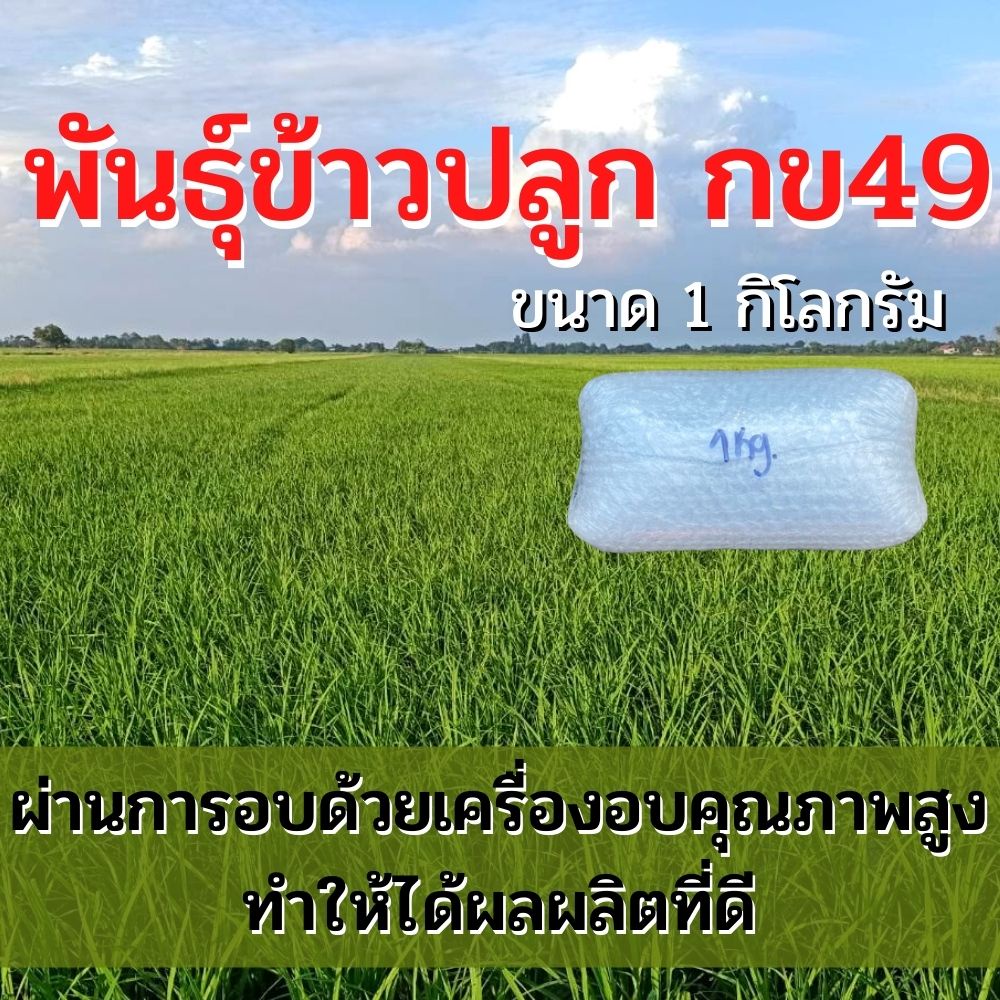 พันธุ์ข้าวปลูก กข49 ข้าวปลูก กข49 พันธุ์ข้าว กข49 ( 1 กิโลกรัม )