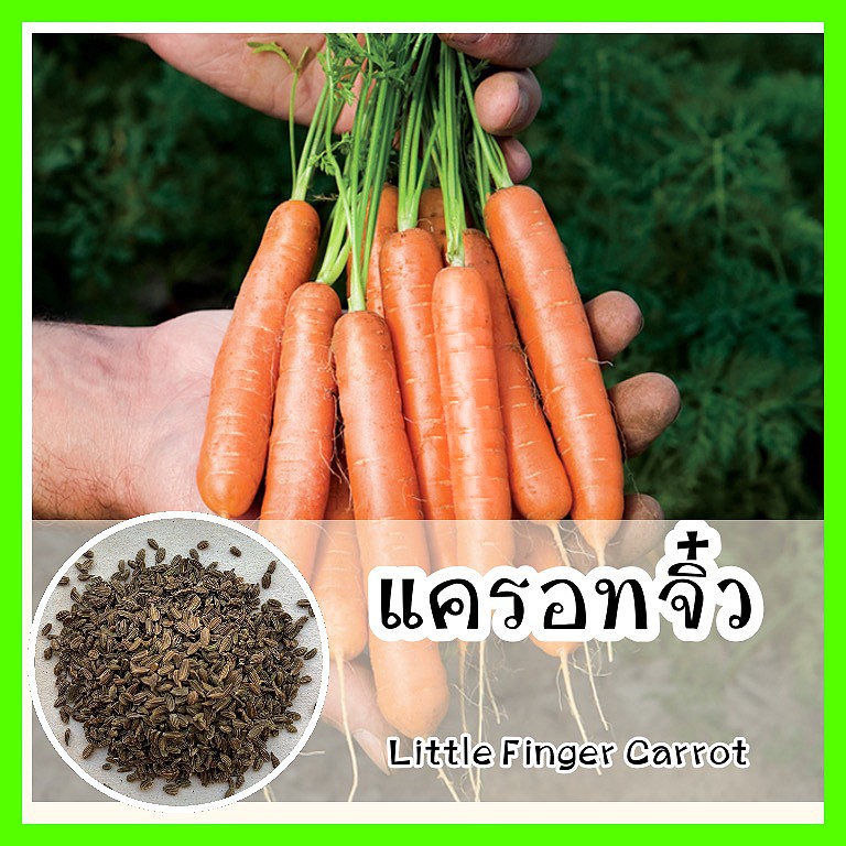 พร้อมส่ง รหัส 037 เมล็ดพันธุ์แท้ OP แครอทจิ๋ว - Little Finger Carrot หัวเล็กเท่านิ้วมือ ทานสด หวานกรอบ เมล็ดแครอท